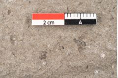 Foto (Detailansicht) von Zostera ungeri Ettingshausen (NHMW-GEO-2024-0188-6656)